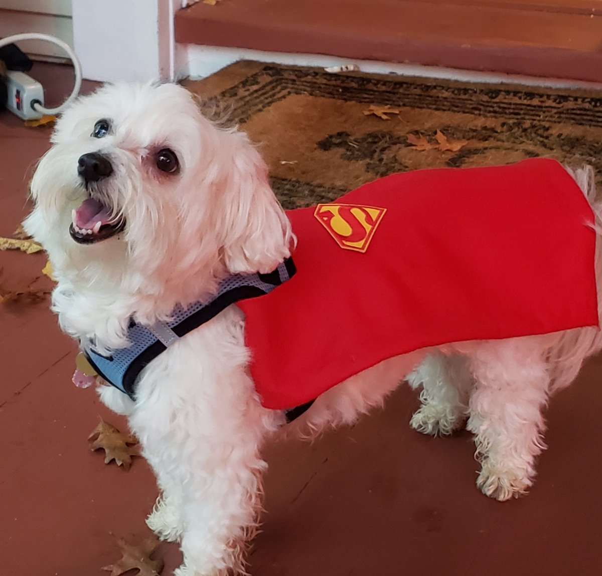 Have a SUPER PET? Celebrate National Pet Month with us (and Cupcake) by posting your furry friend in the comments so we can admire their cuteness too! Bonus points if they've got a #Comicbook inspired name! #BestFriends #SuperPets #cosplay #PetMonth #superhero