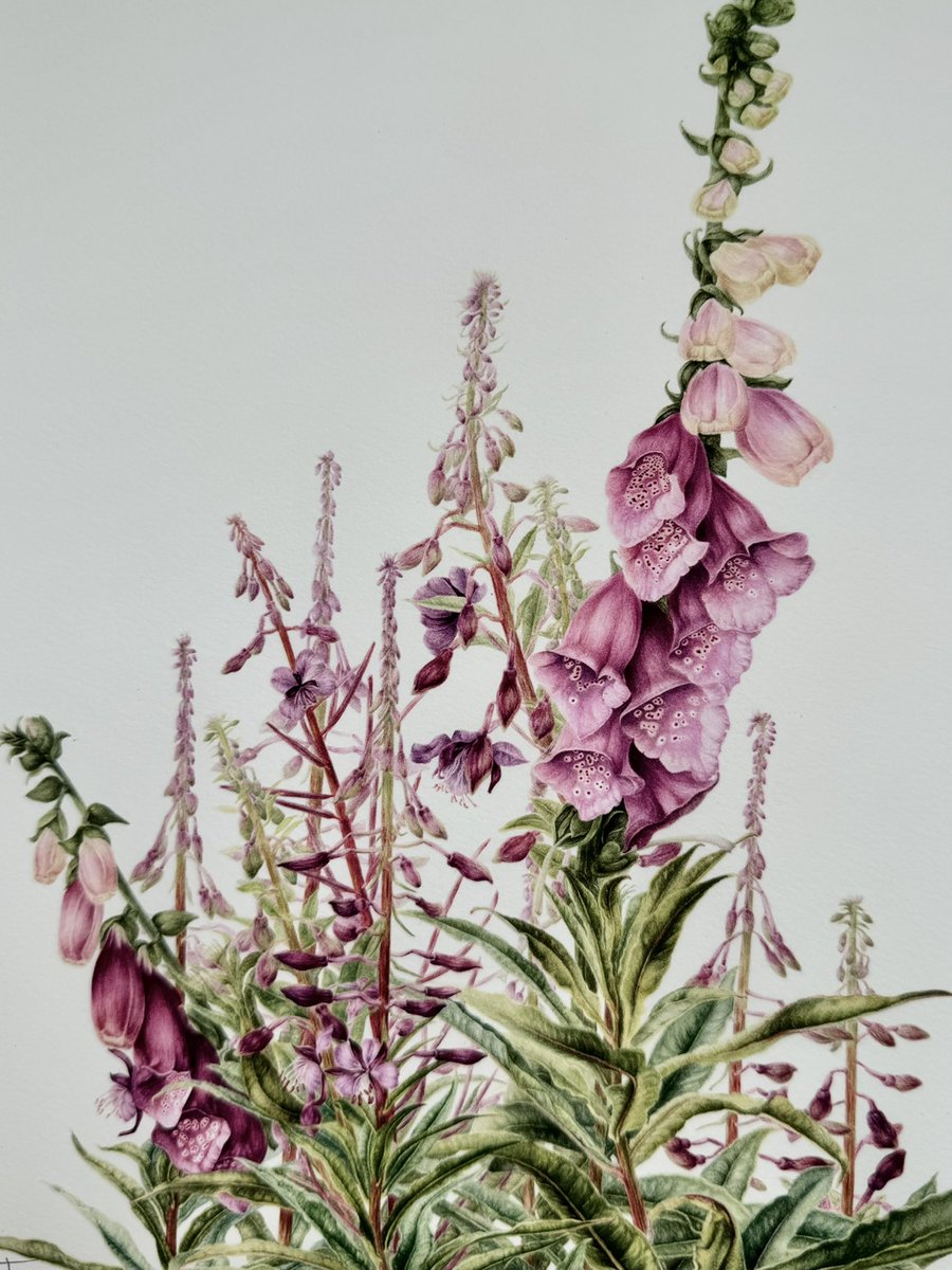 Prints of ‘Foxgloves in the Willowherbs’ have arrived! Each print is signed and numbered and printed on beautiful textured 300gsm watercolour paper. annadowdart.etsy.com/listing/172904…