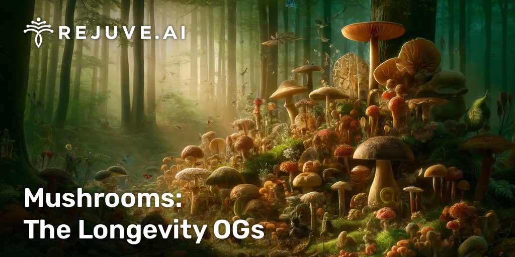 🍄Did you know? 🍄 #Mushrooms are packed with health benefits that can help you live a longer, healthier life. Here's why they're called the 'Longevity OGs': 📜 Ancient Wisdom, Modern Science: For thousands of years, people have used mushrooms for food and medicine. Now,