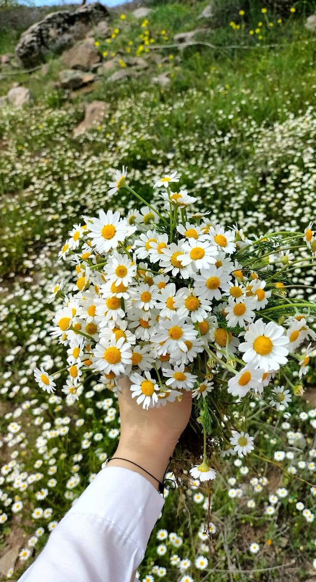 Daisy among all flowers  >>>>>>✓✓✓ 🌼🤍🤍
