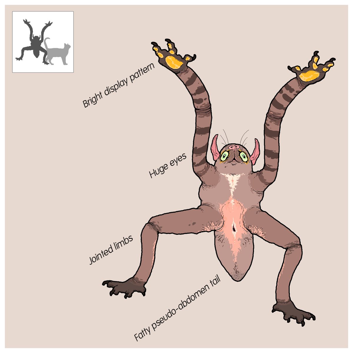A far-future arboreal mammal, belonging to a clade with highly derived, superficially spider-like physiology. 

Males flash their brightly colored palms at females, vying for their attention with a lively mating dance.

#speculativeevolution