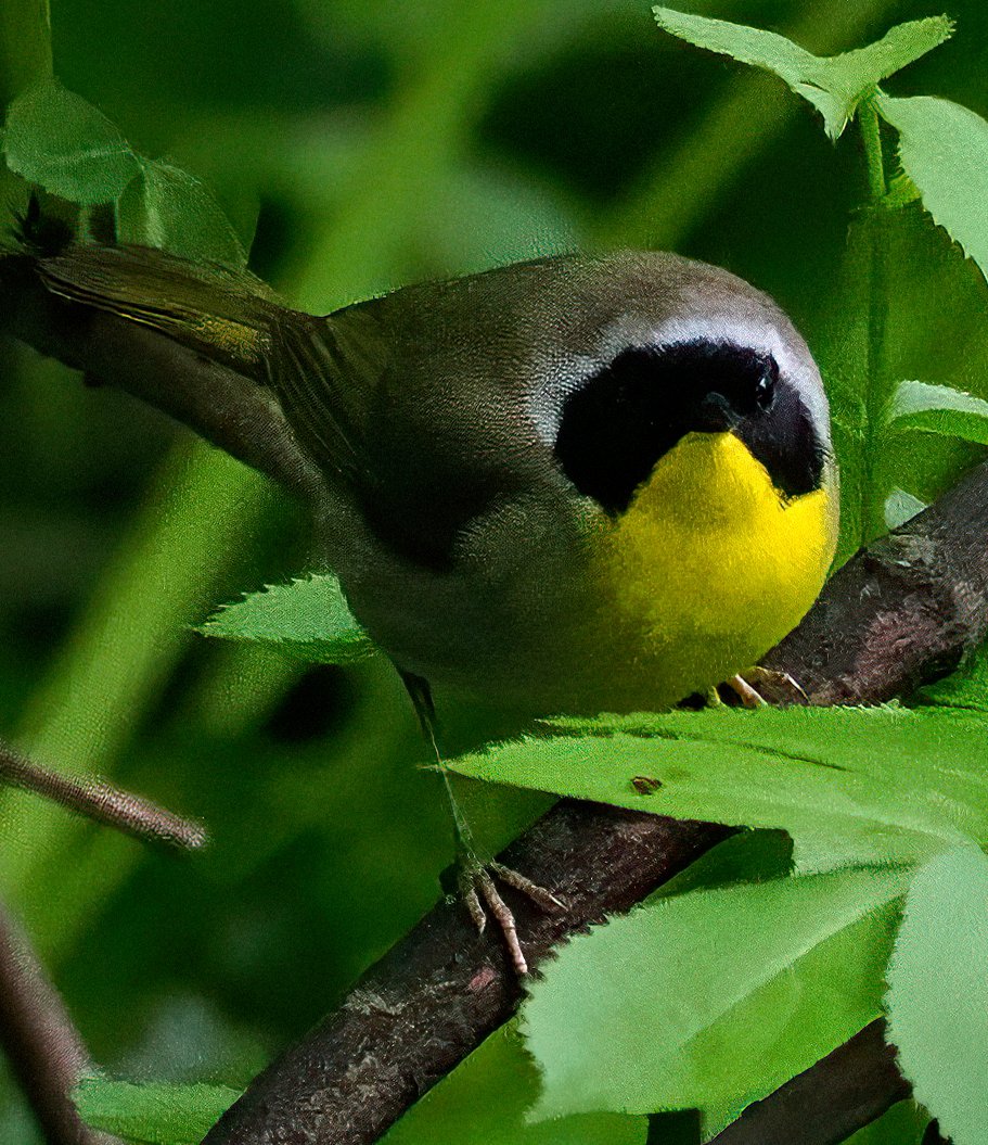 Central Park was teeming with Common Yellowthroats today and I was excited to look this one in the eye! These chunky little Zorros of the avian world fly from Central America to the north of Canada to breed. That's determination! 💛🖤💛 #warbler #centralpark #birdcpp