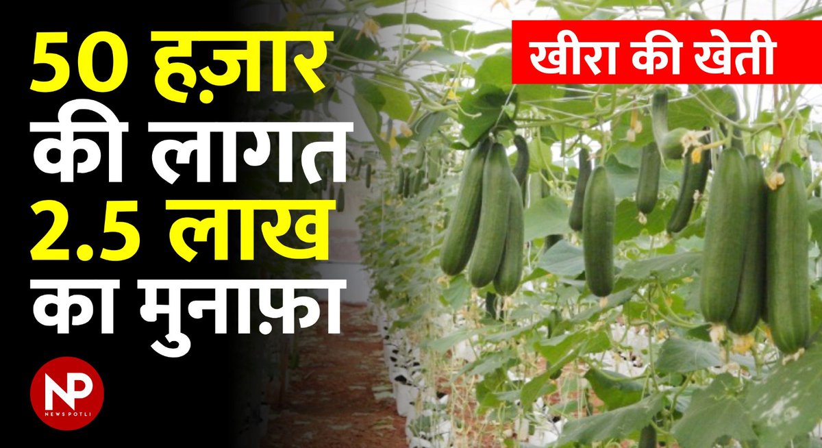 यदि आप कम खर्च में मुनाफे की खेती करना चाहते हैं, तो इस वीडियो को देखें। उत्तर प्रदेश के मिर्ज़ापुर इलाके के  किसान रामजीत ने  पॉलीहॉउस में 50-60 हज़ार रूपए की शुरआती लागत से खीरे की खेती शुरू की थीI फसल से उन्हें अच्छे उत्पादन के साथ बढ़िया मुनाफा भी मिला