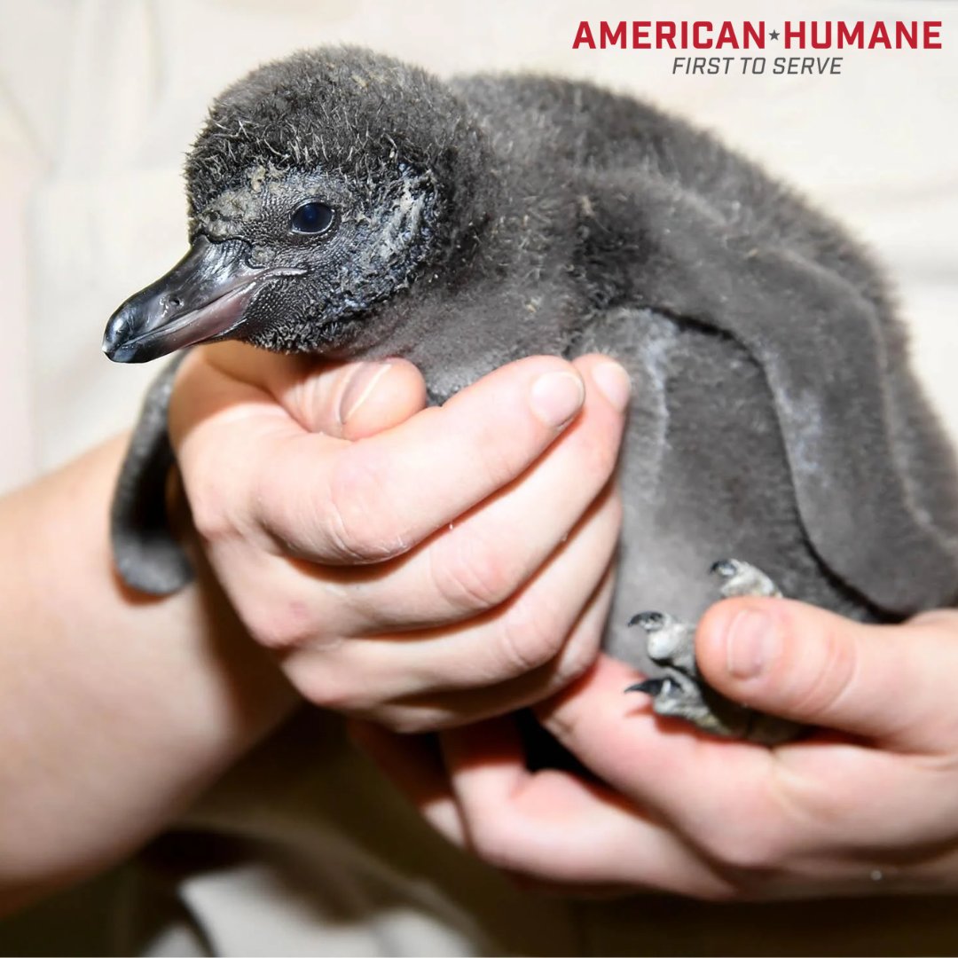Meet the newest Humboldt penguin chick at American Humane Certified™ @brookfield_zoo! Born to parents Divot and Rosy, this yet-to-be-named chick marks their second successful offspring. The penguin chick is reported to be in excellent health! bit.ly/3WvHHXk