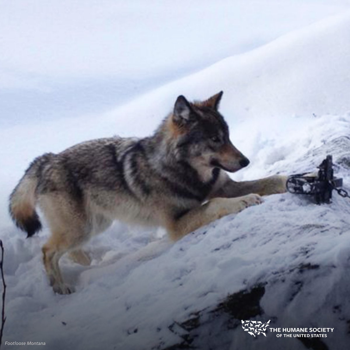 SPEAK UP TO PROTECT WILDLIFE! The recent House vote to eliminate Endangered Species Act protections for gray wolves and block judicial review of such action is not just alarming, it could prove a heartbreaking blow to the keystone species’ future survival. Urge your Senators to