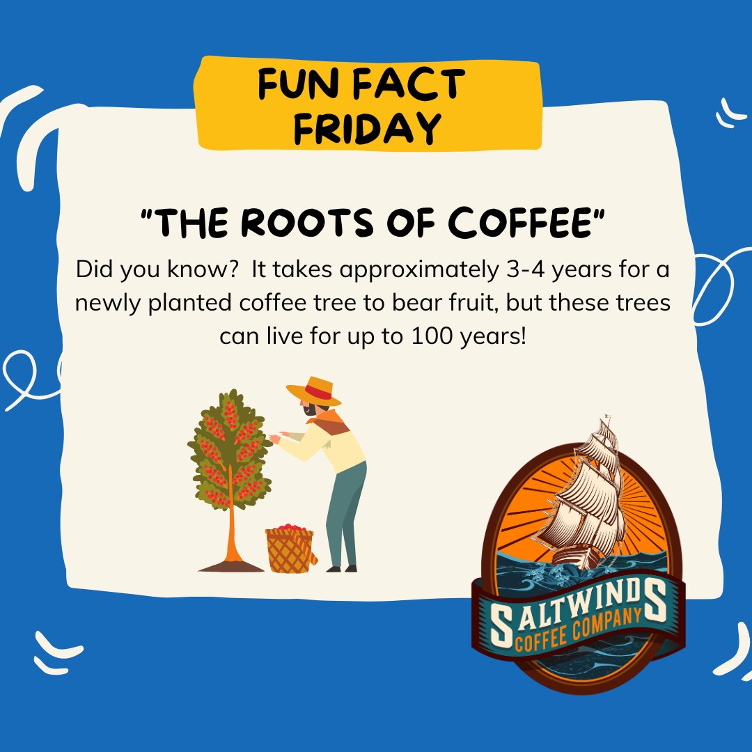 🌱 Did you know it takes 3-4 years for a coffee tree to bear fruit? But wait, there's more – they can live up to a century! ☕️ #LocalCoffee #FreshlyRoasted #funfact #funfactfriday #TGIF