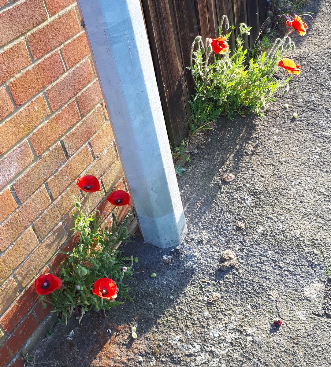 Wild flowers popping out.