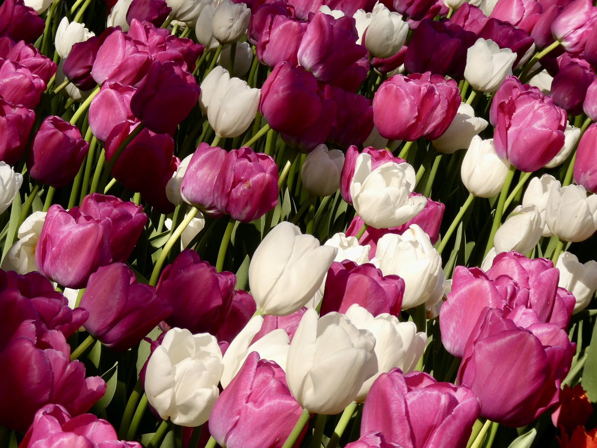 Happy Friday everyone 🫠 #FlowersOnFriday Wishing everyone a lovely day 🩷🤍🩷 Ottawa Tulip Festival starts officially today 🌷🌷🌷 #CdnTulipfest @CdnTulipfest