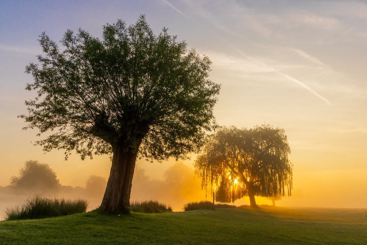 A worm's eye view of the golden mist at sunrise in @BushyPark 10.05.24 @theroyalparks @TWmagazines @Teddington_Town @TeddingtonNub @Visit_Richmond1 @SallyWeather @itvlondon @WildLondon