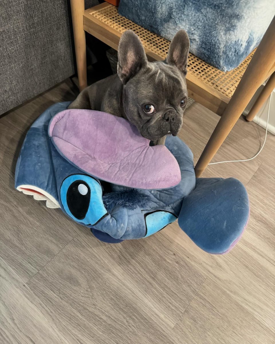 So cute 
#dumbo #mustbedumbo #mbn #lifeofdumbo #mustbenice #frenchie #frenchbulldog #frenchiesofinstagram #frenchies #frenchiepuppy #frenchbulldogsofinstagram #dogoftheday #dogofinstagram #dog #pup #papa #prince #innocent