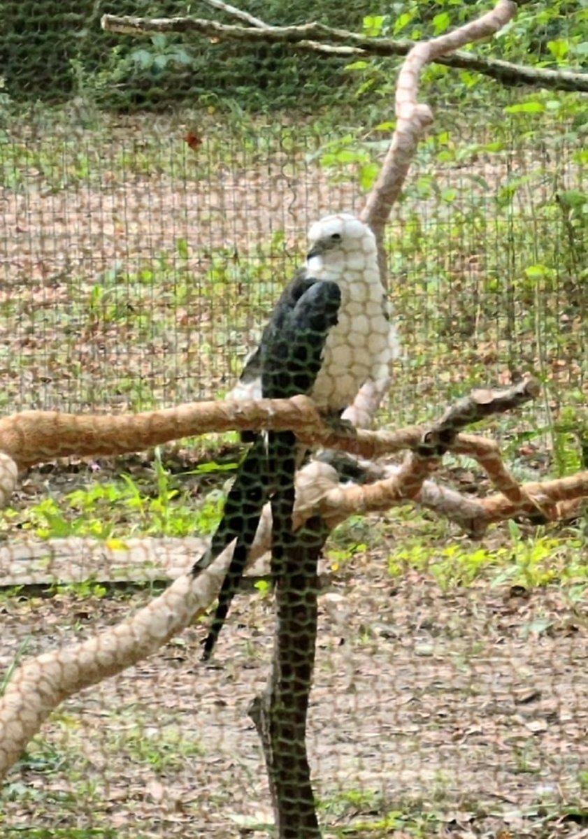 Always great to visit Nature's Classroom and learn about the native Florida wildlife given a safe home since these animals can't survive in the wild. Learn new things every time. 1/2 <a href="/WeAreHAEST/">HAEST</a> <a href="/HCPSElemScience/">HCPSElemScience</a>