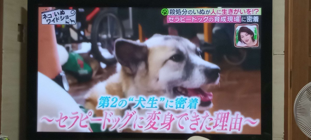 yazawa_syunan's tweet image. #COOLS #大木トオルさん #BLUSE   #ネコいぬワイドショー  #殺処分反対   大木トオルさん! カッコ良すぎます!   凄い! スゴいよ…。 中々、出来ないよ‥   カッケーーーッッ🙀