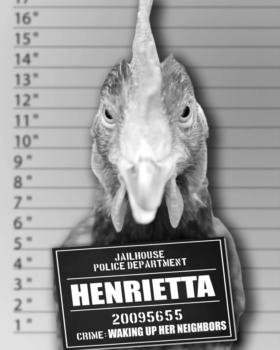 BklynContractor's tweet image. My bad ass chickens!!!
@TractorSupply @SomeChickens 
 #chickenTweet
 #mugshotmonday
 #chickensofX
 #funnychickens
 * #backyardchickens
 #coopsofTwitter