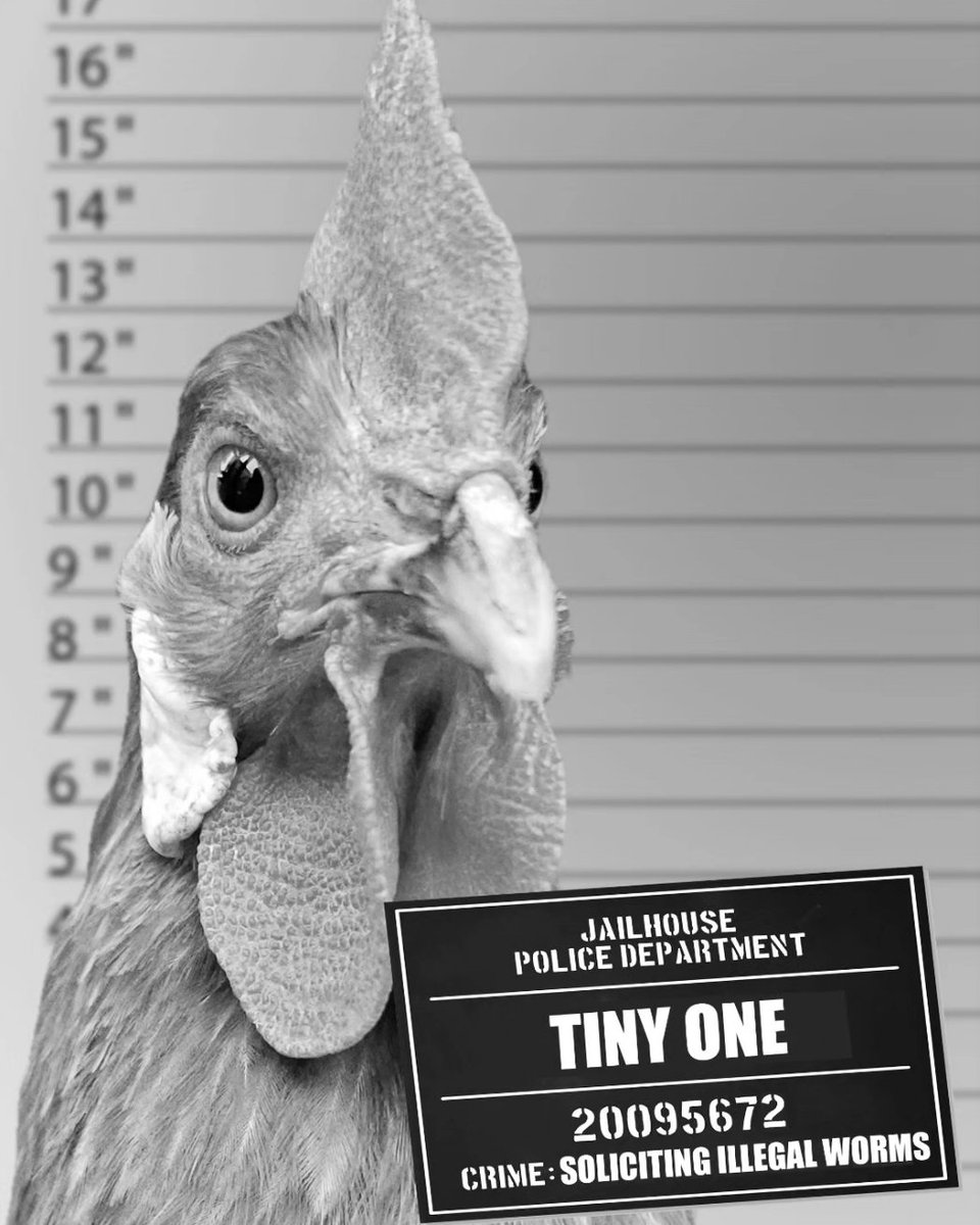 BklynContractor's tweet image. My bad ass chickens!!!
@TractorSupply @SomeChickens 
 #chickenTweet
 #mugshotmonday
 #chickensofX
 #funnychickens
 * #backyardchickens
 #coopsofTwitter