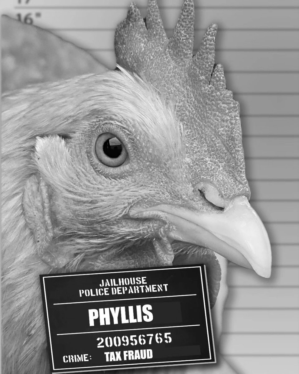 BklynContractor's tweet image. My bad ass chickens!!!
@TractorSupply @SomeChickens 
 #chickenTweet
 #mugshotmonday
 #chickensofX
 #funnychickens
 * #backyardchickens
 #coopsofTwitter