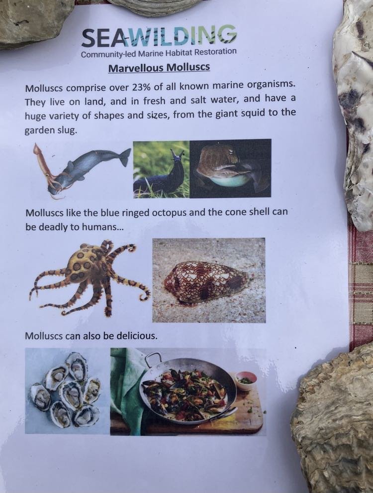 The @SaversSea did a brilliant job today teaching their peers from local schools about local fisheries and the wonders of molluscs as part of this weekends #Ulluminate festival. Lots going on this weekend if anyone is in the area. ulluminate.org #Luggerfest