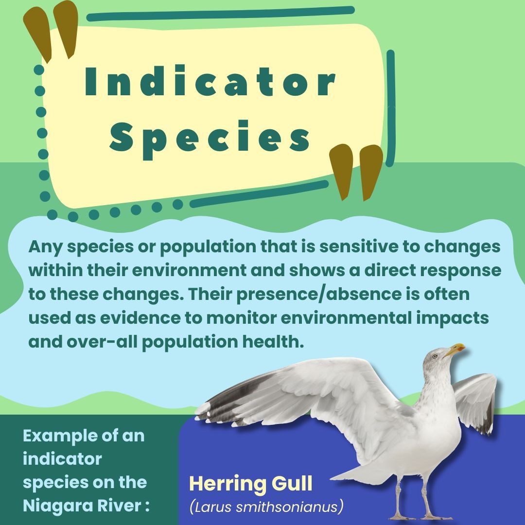 #DYK Herring gulls are a species used to monitor known contaminants within the #GreatLakes & #niagarariver. A recent study shows that waterbirds in the Niagara River are healthy/reproducing, with contaminants stable or declining over time.📃🔬Learn more:buff.ly/3U6jyni