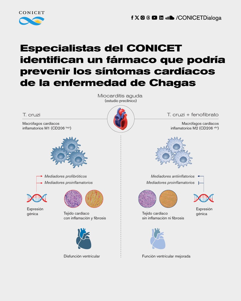 🔬Especialistas del CONICET identifican, a través de un modelo experimental, un fármaco que podría prevenir o aliviar los síntomas cardíacos de la enfermedad de Chagas. 👉El estudio se publicó en la revista ACS infectious diseases. ➡️Nota completa bit.ly/fármacochagas