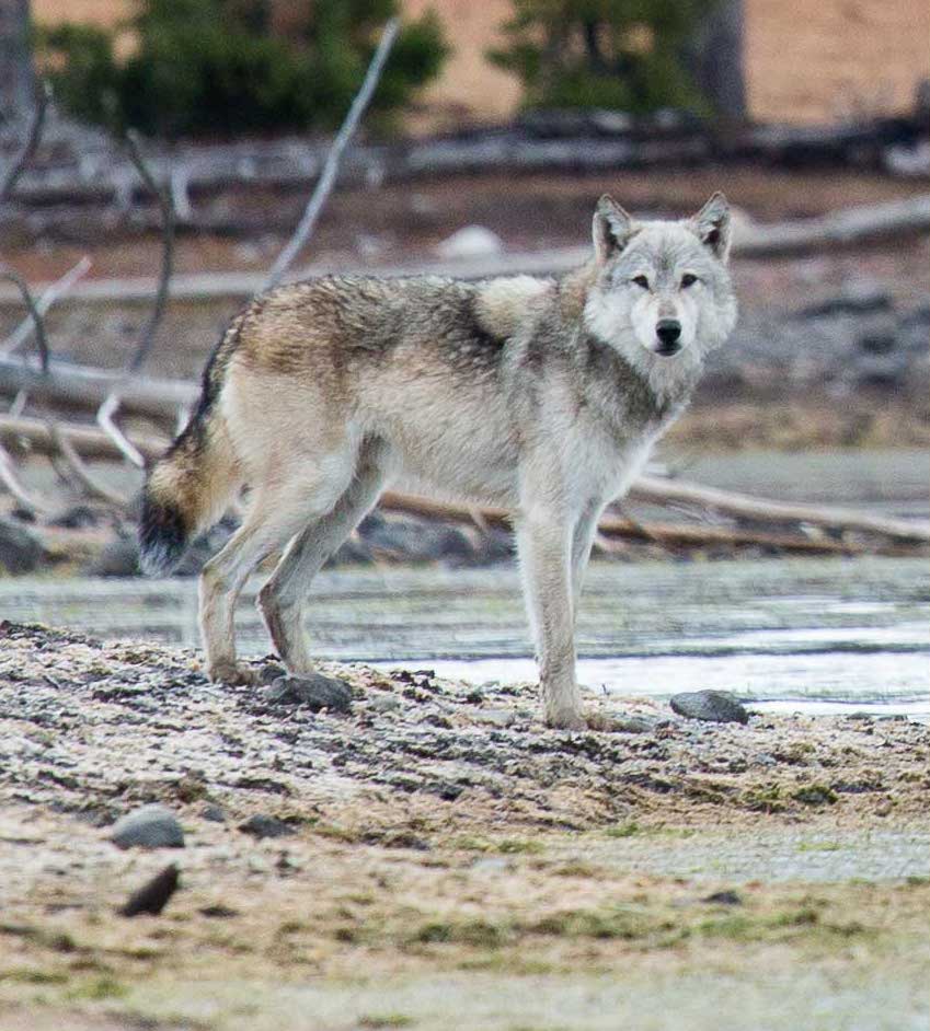 'As a teacher, I have spent my career trying to dispel the myth of “the big bad wolf” and teaching that all life is intrinsically valuable and deserves to be treated with respect.' durangotelegraph.com/opinion/soap-b… #RelistWolves @SecDebHaaland @USFWS @WhiteHouse #EndangeredSpeciesDay