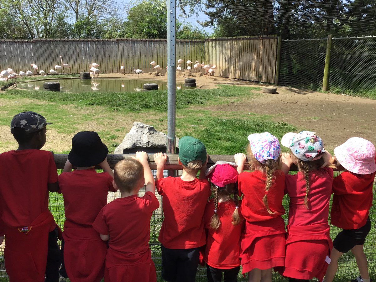 LoddingtonCEPri's tweet photo. R/1 had a wonderful, sunny day at Hamerton Zoo yesterday. The children enjoyed seeing lots of animals and discussing what animal groups they belong to. They also enjoyed getting up close and personal to a few animals in the variety of life workshop. What a great day we all had! https://t.co/mmNOMppApj