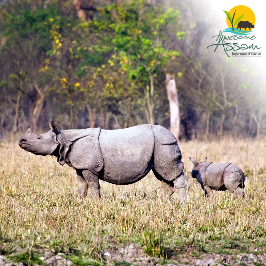 “Son, you have to take a sun bath. It’s good for our horn.” Pictured above is an Indian One Horned Rhino. Assam has the highest density of Rhinos in the world with 84 individuals in an area of 38.80 km2. To book a jungle safari, contact Red River Tours & Travels ( A Unit of…