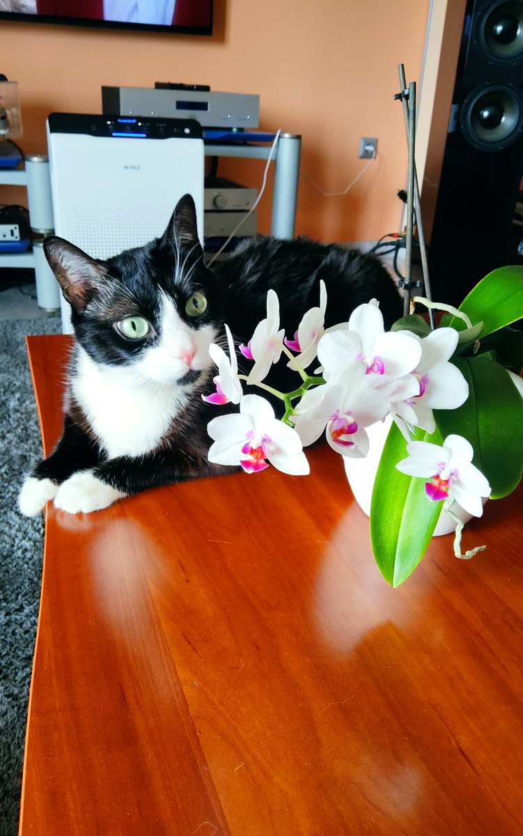 Τα λουλούδια μου 😘😘😻 #κοιλίτσα_με_μουστάκι
#γατες #γατες_παντού🐈🐈🐈 #γάτα #кіточка #киця #cat #cats #CatsOfTwitter #catlife #catathome #catoftheday #cats_of_world #catmodel #catflower #catflowers #orchid #orchids #orchidcat #springcat