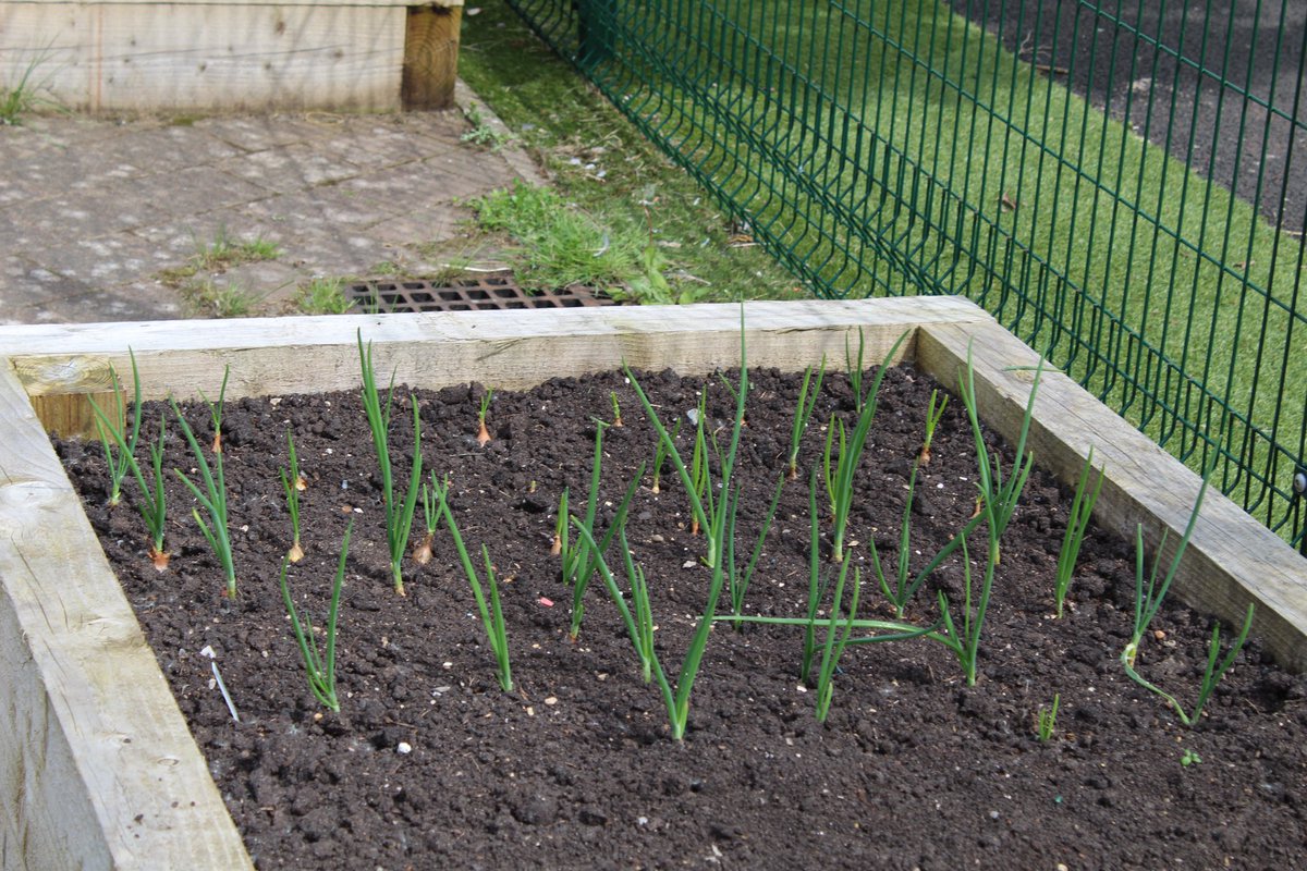 🌱 Clydeview is in bloom! Thanks to Brendan, our gardener, and our wonderful pupils, we have plants, vegetables and herbs growing in our planters outside the school. 🌱