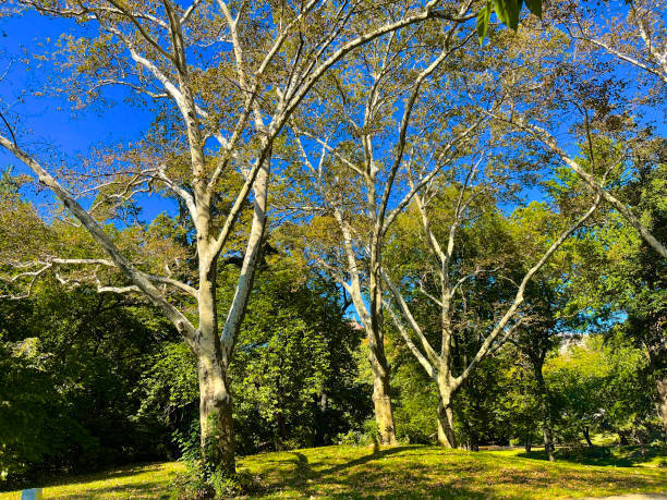 NeumannTreeCo's tweet image. The London Plane tree, also known as the Sycamore tree, is common in NYC due to its ability to withstand pollution and drought. These trees can grow up to 100 feet tall and have a distinctive mottled bark. They are often planted along streets and in parks.