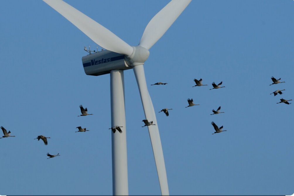 We get it. Cats kill birds. What about #OffshoreWind? OSW says cats kill more but turbines kill 10-20X more than previously thought. How many #endangered birds will die?  With huge turbines in their migration path, will birds even have a chance? tinyurl.com/yjub4z9j
