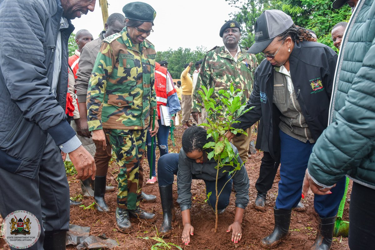 Diaspora_KE's tweet photo. 𝗪𝗘 𝗛𝗔𝗩𝗘 𝗔𝗡 𝗢𝗣𝗣𝗢𝗥𝗧𝗨𝗡𝗜𝗧𝗬 𝗧𝗢 𝗟𝗘𝗔𝗩𝗘 𝗔 𝗕𝗘𝗧𝗧𝗘𝗥 𝗖𝗢𝗨𝗡𝗧𝗥𝗬 𝗙𝗢𝗥 𝗢𝗨𝗥 𝗖𝗛𝗜𝗟𝗗𝗥𝗘𝗡-𝗣𝗦 𝗡𝗝𝗢𝗚𝗨
Diaspora Affairs PS, @roselinenjogu has said that Kenyans have an opportunity to leave a better country for future generations. The PS added that Kenya is in a position to lay firm mitigating measures to curb the effects of climate change that have recently caused raging floods, other climatic phenomenon and their destructive effects across country.
The PS, accompanied by Kirinyaga County Deputy Governor, H.E David Githanda, made the remarks in Kutus, Kirinyaga County where she led a tree planting and growing exercise alongside community members, @KeForestService , @KEFRIHQ , National Government Administration Officers(NGAO), @NemaKenya , @Diaspora_KE staff, local churches, youth groups and other stakeholders.
The exercise saw 11,000 tree seedlings planted in Kirinyaga County on a day set aside to plant trees in commemoration of the lives lost in the recent floods as well as part of the National tree planting exercise.
#TreePlanting #KuzaMiti #JazaMiti
The PS also led those present in observing a moment of silence in honor of those we lost in the floods that affected parts of the country due to the ongoing heavy rains.