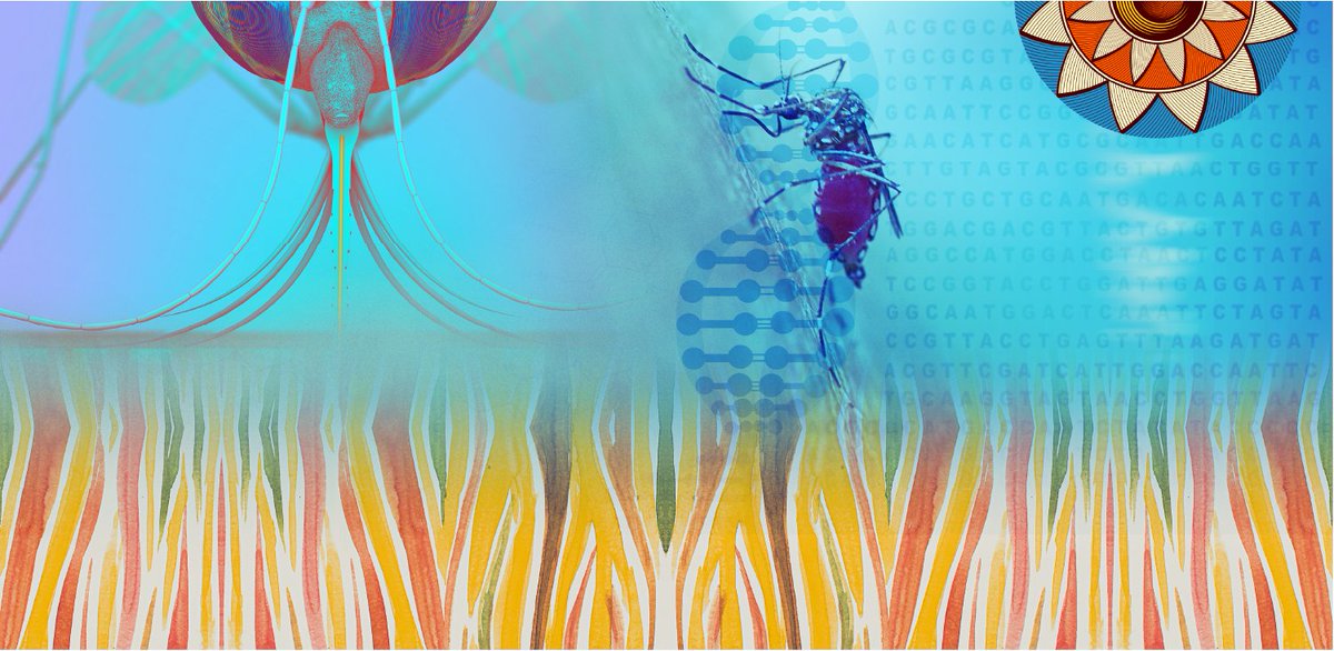ACBIO (@_acbio) on Twitter photo On <a href="/UNBiodiversity/">UN Biodiversity</a> #SBSTTA26 agenda in Nairobi next week is Risk Assessment for gene drive mosquitoes. In this blog, ACB’s <a href="/sbrnnafisa/">Sabrina Nafisa</a> gives an update on gene drive mosquito projects in Africa and calls for robust international/ national biosafety regs. t2m.io/gene_drive_mos… On <a href="/UNBiodiversity/">UN Biodiversity</a> #SBSTTA26 agenda in Nairobi next week is Risk Assessment for gene drive mosquitoes. In this blog, ACB’s <a href="/sbrnnafisa/">Sabrina Nafisa</a> gives an update on gene drive mosquito projects in Africa and calls for robust international/ national biosafety regs. t2m.io/gene_drive_mos…