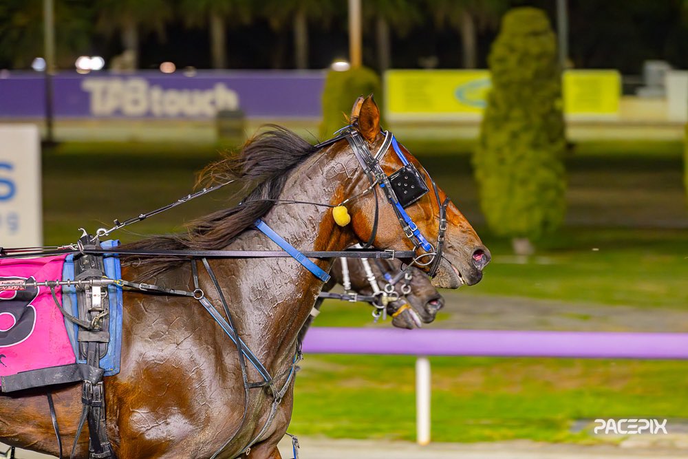 Highview Heidi ends the night on a high for Paul Strachan and Chris Voak who drove a double to close out the meeting… #GloucesterPark | 📸: @Pacepix_Au