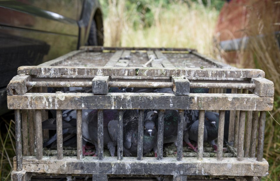 amaregar's tweet photo. Difunde la Injusticia Animal
Jaulas trampas mortales,
Que condena a el infierno a los animales,
Las palomas que sobreviven son masacradas por negocios criminales
#StopMasacre
#VivanLasPalomas
Apoya la iniciativa de
@cerojaulas para defender la vida de las palomas https://t.co/hk0ezkRn7y