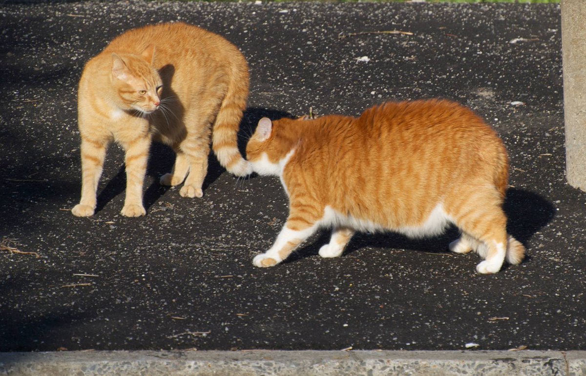 The smaller Orange #cat thinks he can take on the big Neutered #Orange cat..The big Dude ends up walking away in complete confidence knowing he won without a #catfight. #CatsOfTwitter #CatsOnX #cats #nikond60 #photography #photographer #fight