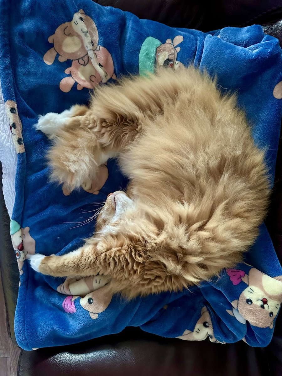 Activate ying and yang #jellybellyfriday mode! And just to save your neck trying to figure out who is who, it’s Gizmo on the left and Buddy on the right. Have a great weekend everyone! ☯️☯️😹😹🦁🦁 #teamfloof #CatsOfTwitter