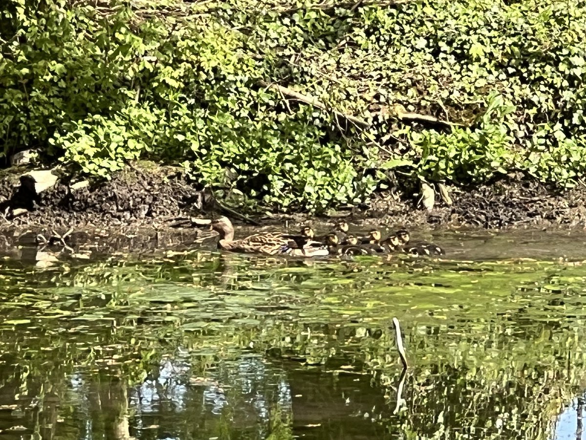 The team from @ttc_ironwork have started installing some new metal fencing around the lake and woodland here @southormsby following on from the recent works, which the new family of ducks are enjoying 😃🦆