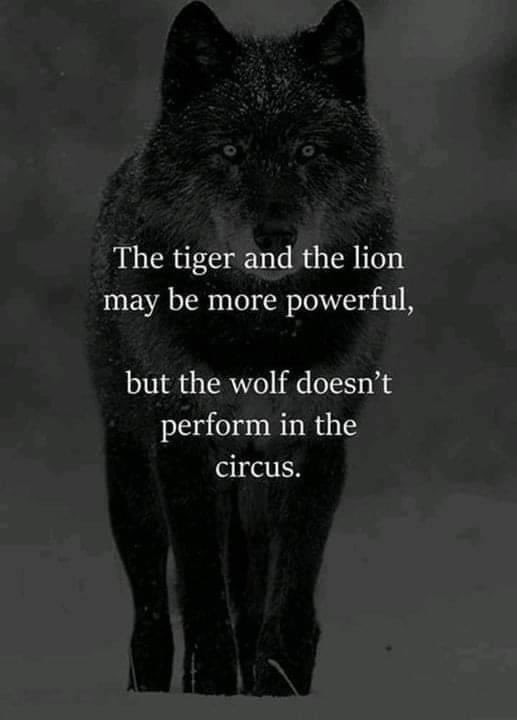 Happy with the tiger and the lion… Just not happy with the self-proclaimed “Alpha” that is less than a Omega…..and there’s a few of those….😉😎