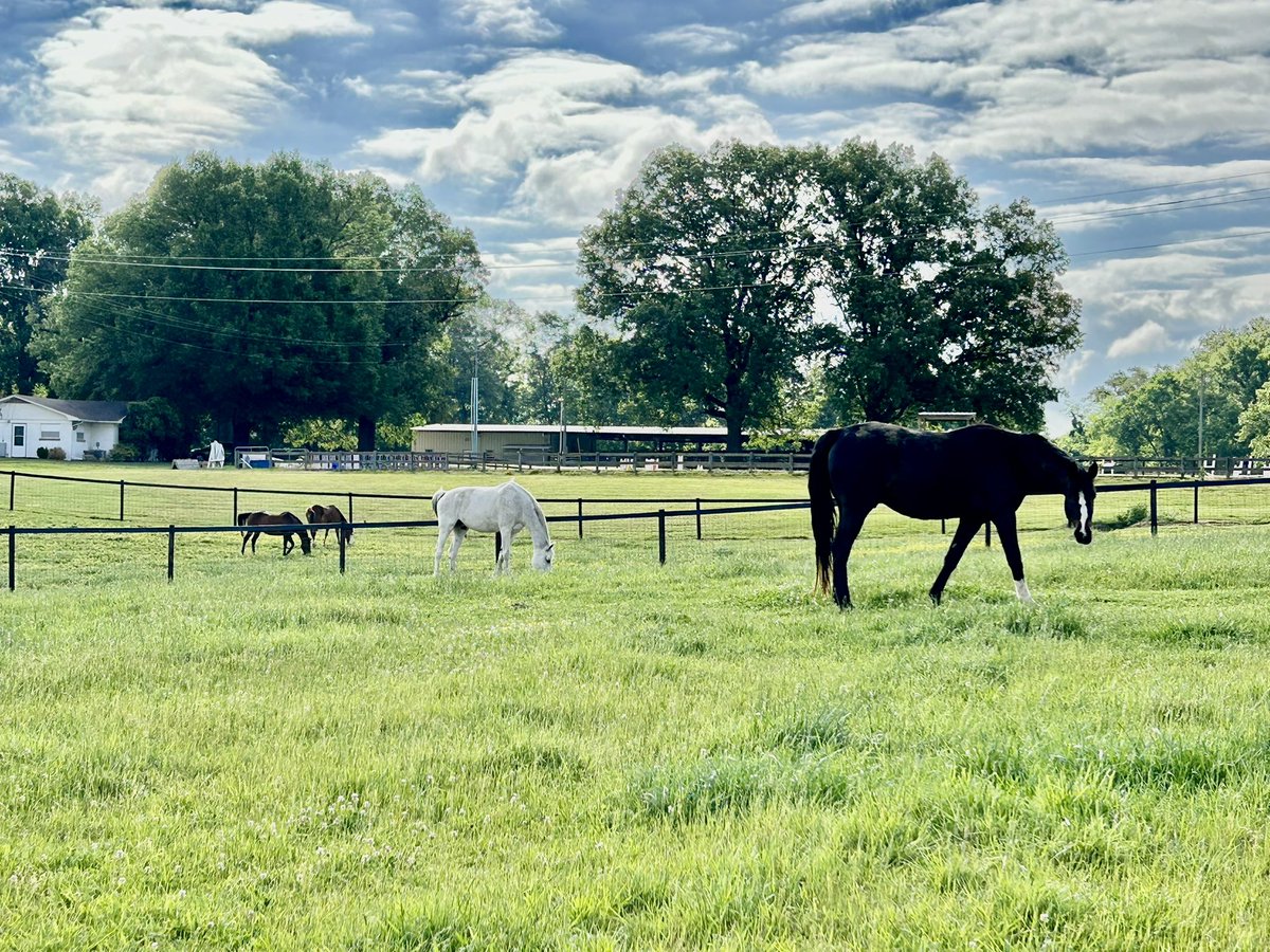 Nobody here but us horses……. #SkyhawkSummer