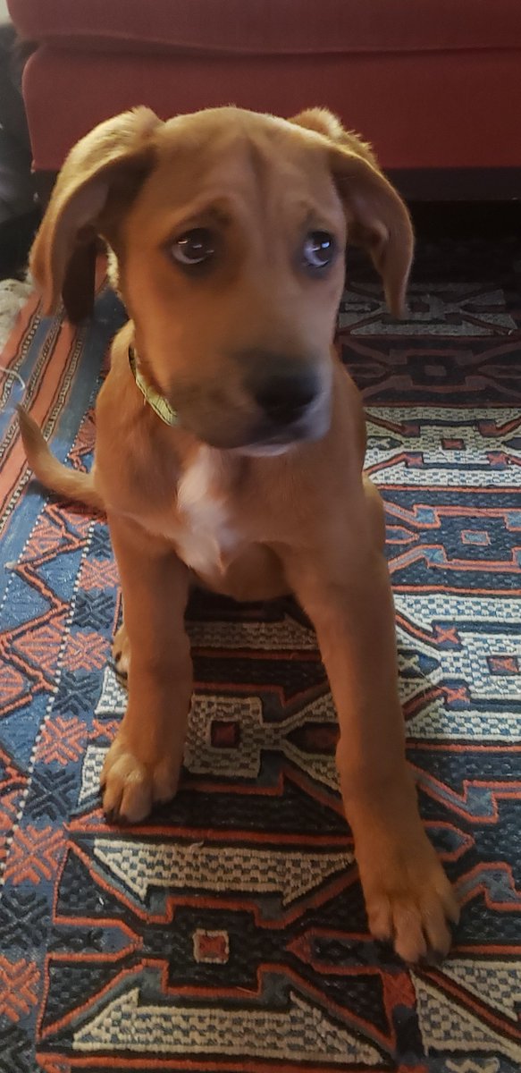 New puppy who this