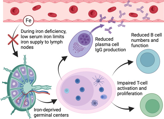 Given limited evidence, #AdvNutr review finds 'it's critical to conduct prospective randomized controlled trials to rigorously test hypothesis that #iron could enhance immune responses to #vaccines in people with #IronDeficiency.' #immunity @Drakesmith_Lab ow.ly/s6eT50RBHR7