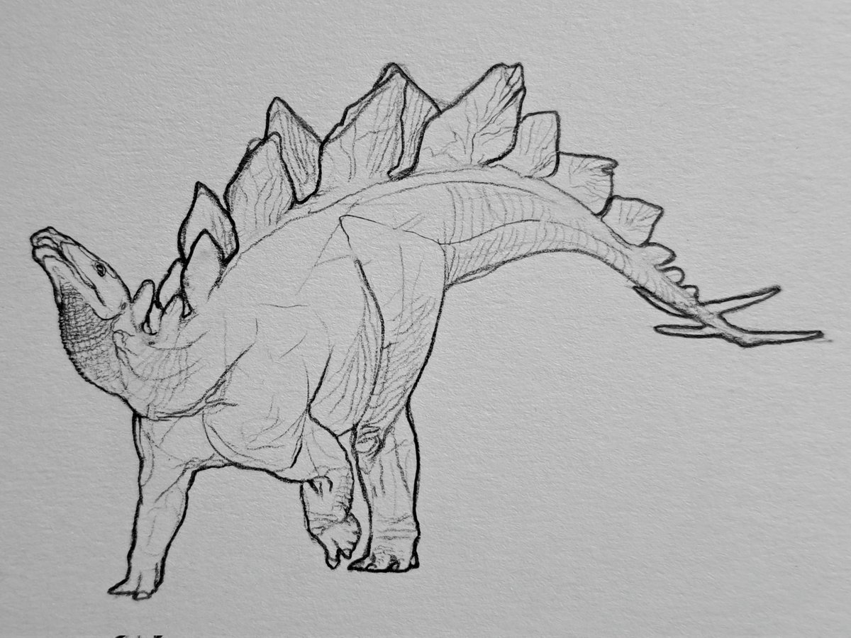 Stegosaurus sketch 

#paleoart #dinosaurs #stegosaurus