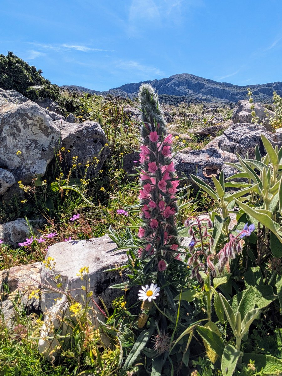 Above Benoacaz Andalusia 

#FlowersOnFriday