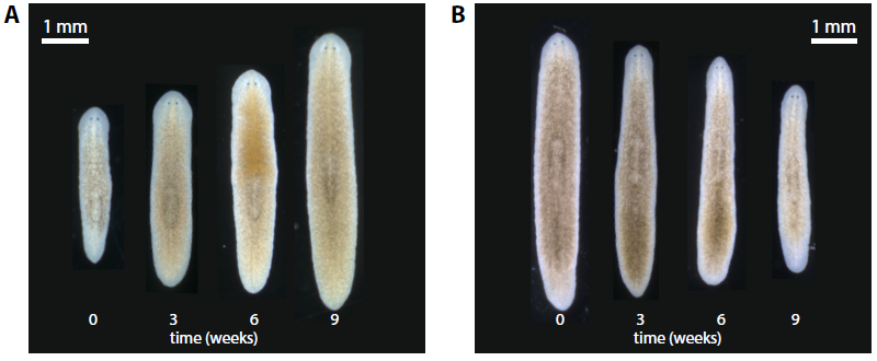 dnlobo's tweet photo. Our paper studying the dynamics and mechanisms of planarian growth and degrowth regulation is now out in @Dev_journal!

We combine experimental, mathematical, and computational methods to give insights into the regulation of whole-body shape.

https://t.co/VV7UVkZGqg https://t.co/RtSSkoYs2T