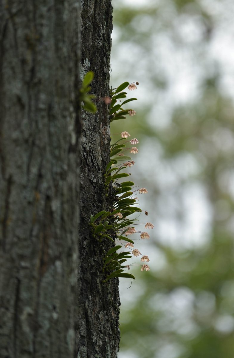 Bulbophyllum roxburghii (Lindl.) Rchb.f. - During the second and third weeks of May, this habitat is the priority in the foothills.
@InsideNatGeo 
#PuspaMrga
#NareshSwamiInTheField
#NareshSwamiInThePlains
#136YearsOfNGS
#OrchidsOfEasternHimalayaByNareshSwami
#NatGeoExplorer