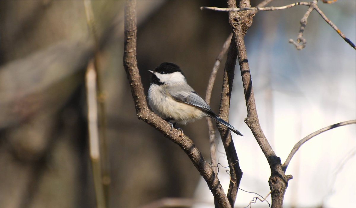 #chickadee #birdphotography #birdwatching #Birdland #BirdsOfTwitter #photographer #photography #nikonphotography #nikond60 #Nikon #FBF #alfredontario #cute #sweet