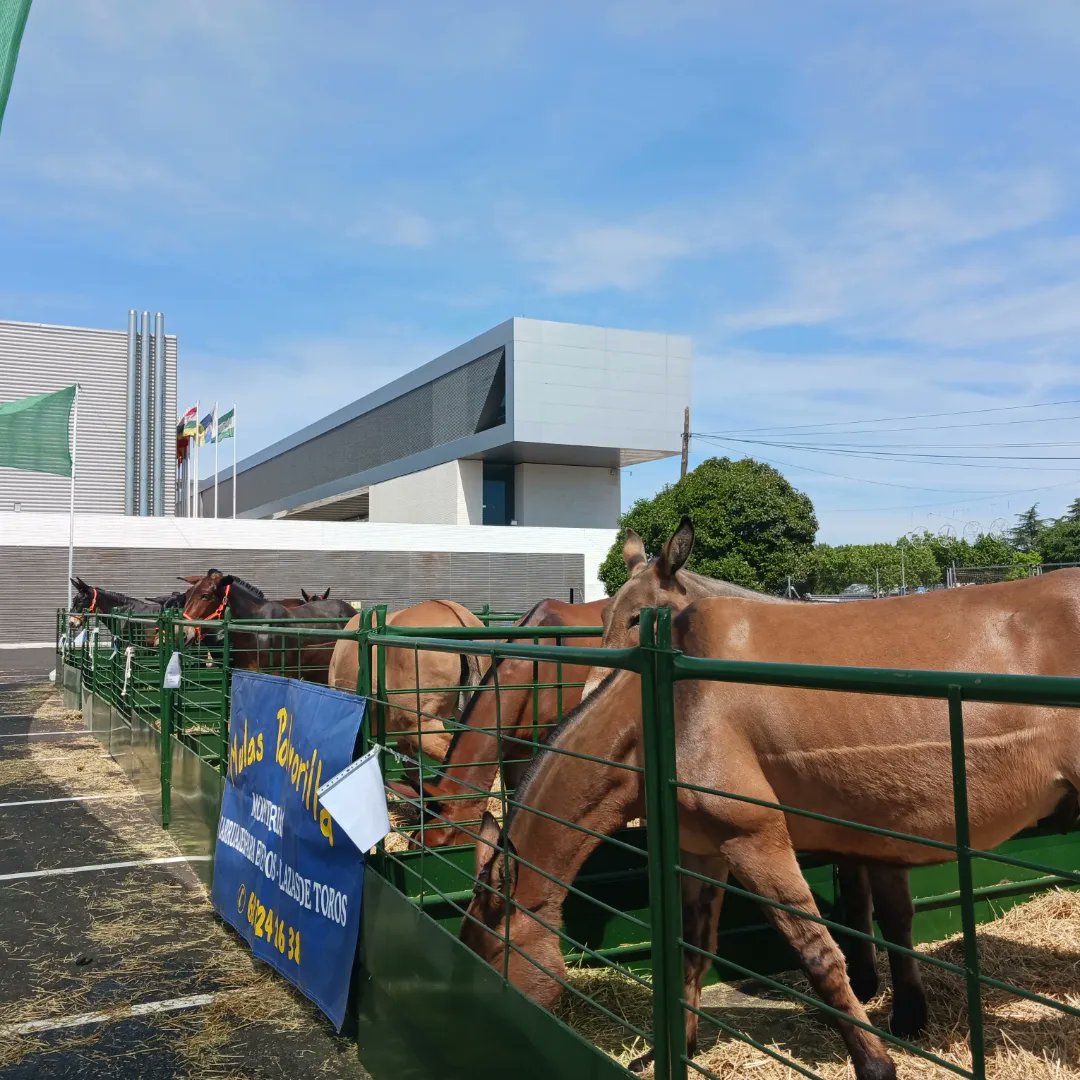 👉 Te esperamos este fin de semana en nuestro stand de la #FIAGA. 👥️ Entre los visitantes de hoy, un grupo de estudiantes del Instituto San Isidro de Talavera 📷 #FIAGA ofrece una amplia muestra de ganado. Nuestra directiva Elsa García es una de las ganaderas que participa.