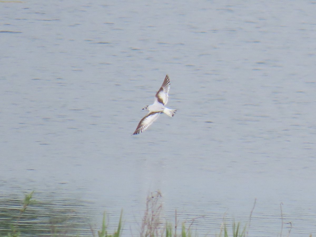 Incredible time watching the 2 White-winged black terns at North cave this afternoon! Life ✅️ 377.

Also bonus Little gull, Garden warbler and Mediterranean gulls.
@NorthCaveWet @NorthCaveBirder