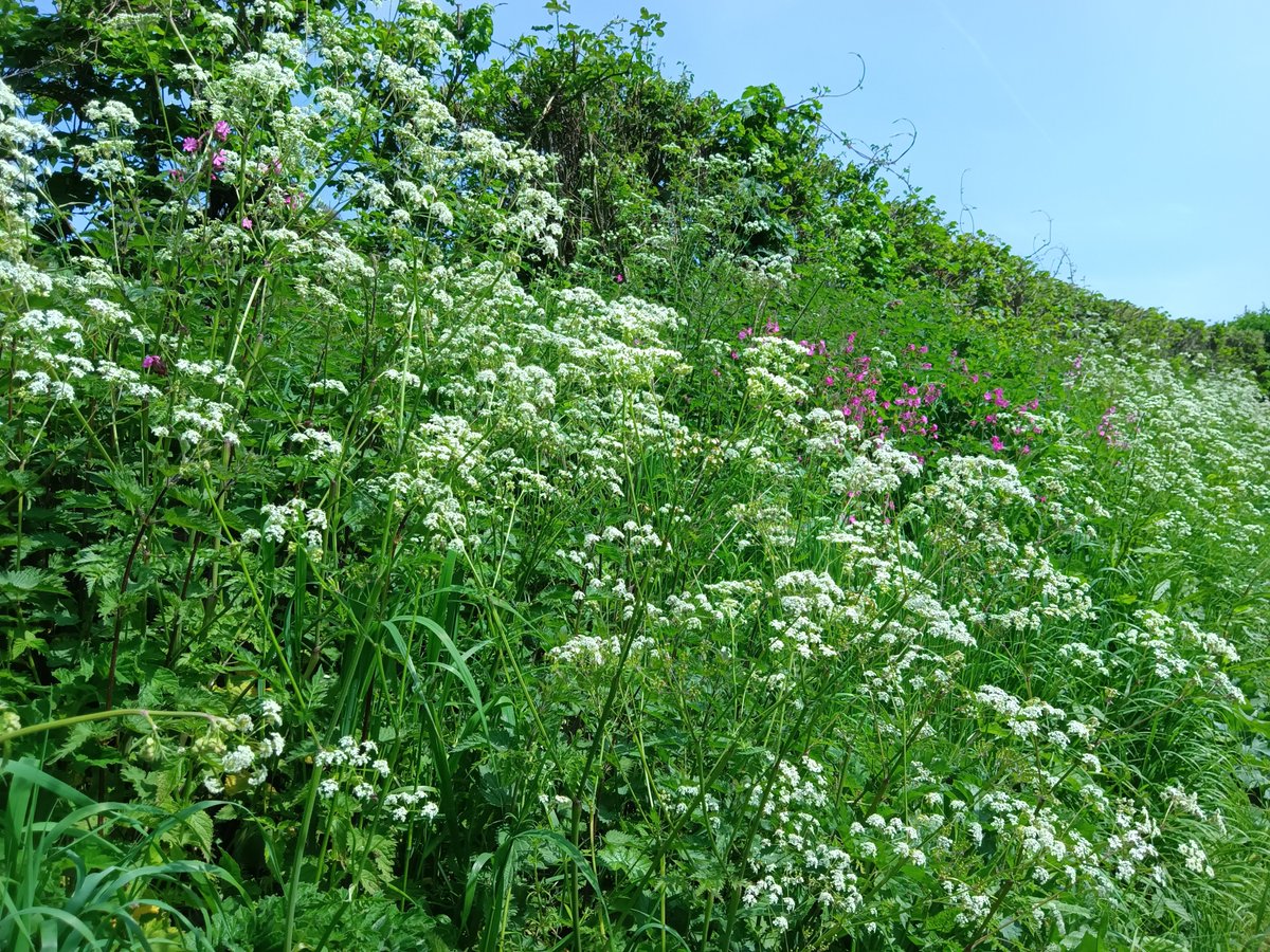 Finished my working week with a walk to Fiddleford for lunch with friends. 'Tis a hot day in Dorset!