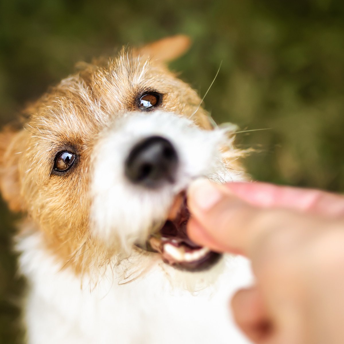 🐶✨ Treat your pooch to the goodness of Superpet Natural! Check out our latest blog to explore how these treats not only delight but also nourish. #DogTreats #NaturalPetCare #HealthyPets #Superpet

🔗 Learn more: [ow.ly/lHtc50RAEGa]