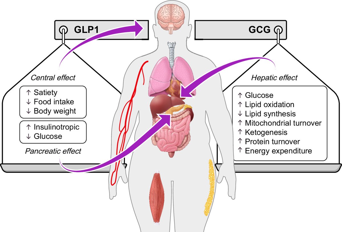 Growing evidence implicates #glucagon as more than a #glucose liberator. Glucagon plays key regulatory roles in hepatic amino acid & #KetoneBody metabolism, indicating broader glucagon signaling consequences for metabolic homeostasis mediated by the #liver ow.ly/fgE550RBKzq